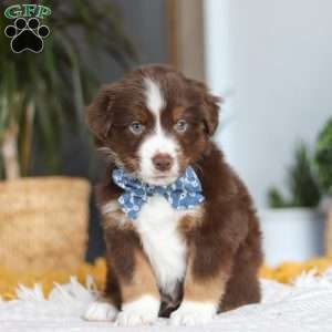 Roma, Miniature Australian Shepherd Puppy